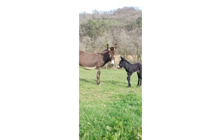 Naissance de Phoébus du Tursan !